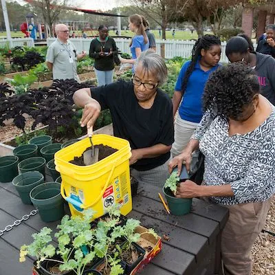 thumbnail for publication: Developing County Associations for School and Community Gardens